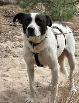 Tom - sanfter Hundejunge - Salzwedel (Hansestadt) Zentrum