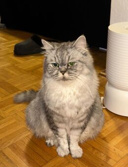 Persische Katze 2 Jahre Alt - Ludwigshafen (Rhein)