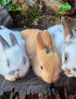 Zwergkaninchen / Hasen / Kaninchen - Schlierbach