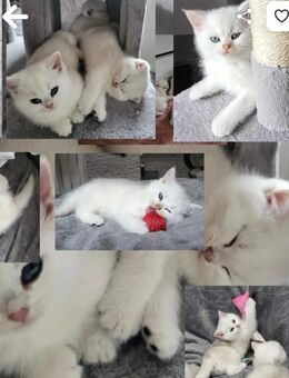 BKH KITTEN mit Stammbaum - Dierdorf