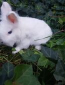 Liebevolles Zwergkaninchen Löwenköpfchen Männchen, Außenhaltung in 97332