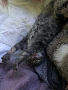 3 wundervolle Babykitten in 🩵-volle Hände abzugeben - Ostenfeld (Rendsburg)