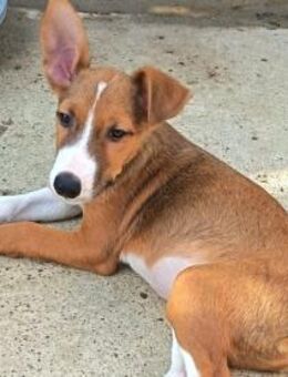 Cody möchte gerne reisen - Olsberg