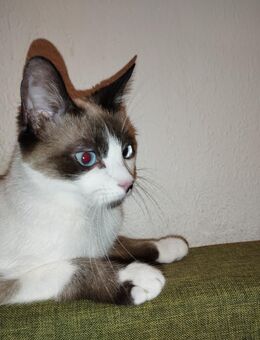 Verkaufe Siam snowshoe Katze - Beckum Zentrum