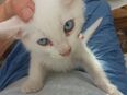 Katzenbaby schneeweiß mit leuchtend blauen Augen auszugsbereit in 24997