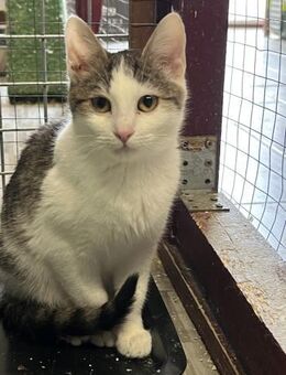 Nala - Geschenk - Süderbrarup