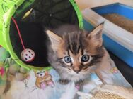 Zauberhafte Kitten, Cashmere Bengal x Maine Coon - Breidenbach