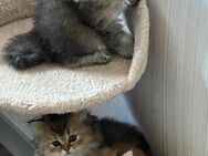 Bkh Blh Kitten - Neuenkirchen-Vörden