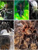 Diverse Vogelspinnen und Zubehör zu fairen Konditionen in 33611