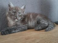 Maine Coon Junge mit Stammbaum in red silver cl - Murrhardt