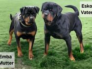 Reinrassige Rottweiler Welpen abzugeben - Kelheim
