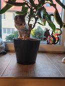 Super süße Katzenkinder in 84137