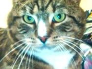 RAMBO - der noch ein Zuhause sucht...... - Kempen