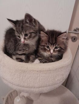 Baby Katze zu verkaufen - Herford (Hansestadt)