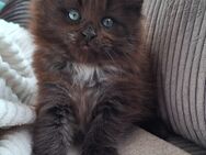 Maine Coon Kitten Kätzin - Saaldorf-Surheim