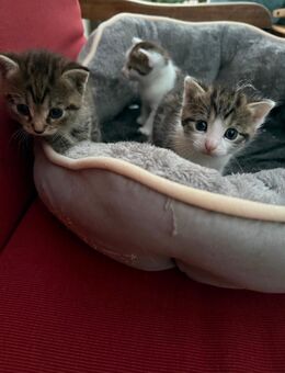 Katzen Kitten, Katzenbabys ab Mitte September abzugeben - Naunhof