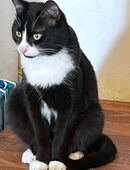 Fantik sucht liebewolle Familie in 72224