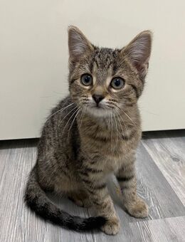 Niedliche Babykatze sucht Familie - Krefeld