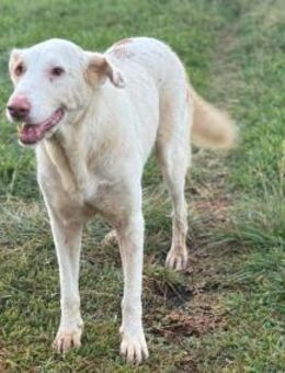 Boga ist eine blinde Podencomix-Hündin - Tübingen