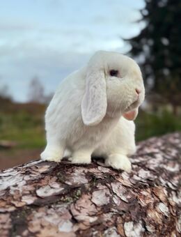 Minilop Kastrat Rammler Zwergwidder - Eckental