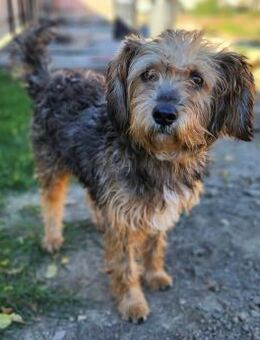 Charmanter Benji in 25436 Tornesch - Essen