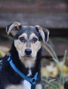Luna und Daisy , zwei ca 40-45 cm groß werdende Hündinnen von 4,5Monaten - Hohe Börde