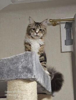 Maine coon katze sucht - Lebach
