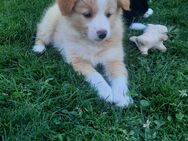 Boder Collie/ Australien Shephart Welpen - Heimbach (Nordrhein-Westfalen)