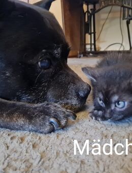 Babykatzen suchen neue Familie - Bad Gottleuba-Berggießhübel