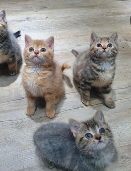 Perser Mix Katzenbabys abzugeben - Berlin