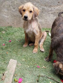 Muppet möchte dein Herz erobern - Celle