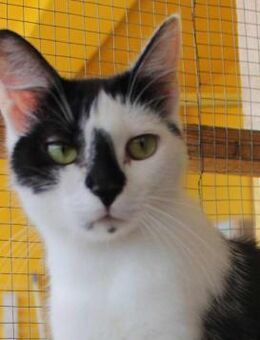 Lieber Tommy (Felv pos.) - Margetshöchheim