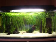 Suche Aquarium nehme alle an - Gägelow