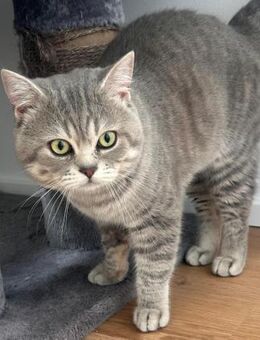 Balu Herzlicher BKH-Kater sucht ein li - Benediktbeuern