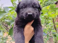 Schäferhund Welpen suchen liebevolle Besitzer - Schkeuditz