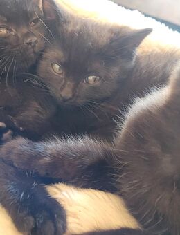 Babykatzen abzugeben - Gmund (Tegernsee)