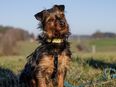 Kalinka - Yorki-Mix - 1 Jahr - Tierhilfe Franken e.V. in 91207