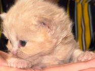 Super süße BKH Kitten - Hamm