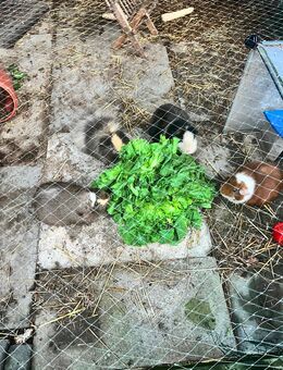 Meerschweinchen abzugeben - Flörsheim (Main)