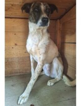 Ellen - Pflegestelle oder Zuhause gesuch - Oberwies