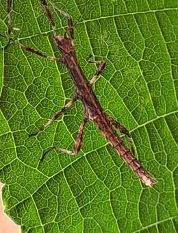 Philippinische Gespenstschrecken / Phasmiden - Herzberg (Harz)