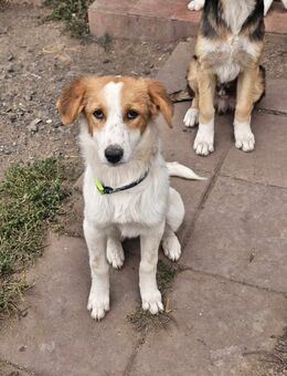 Kira sucht ihre Familie mit Herz - Tholey