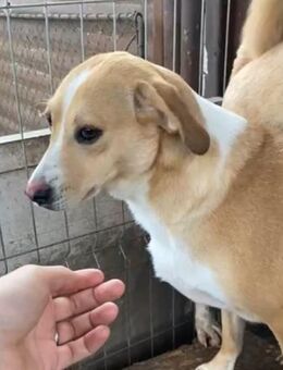 Ebba 🐕❤️ - Rambin