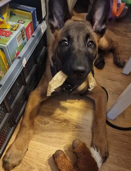 Malinois Welpe - Berlin