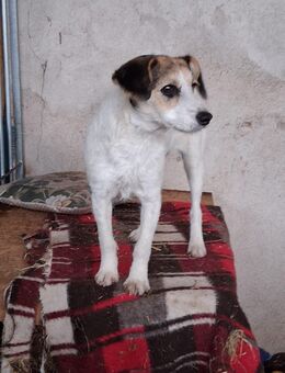 Unsere kleinern süßen Terrier-Mischlinge Diddi und Trixi 6-7 Monate alt , lieb und verschmust ca 35 cm groß - Angern