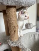 2 Kitten suchen ein neues Zuhause in 65321