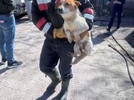 Louis; großes Löwenherz in kleinem Hund - Geilenkirchen