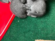 4. zuckersüße Russisch Blau Kitten - Rinteln