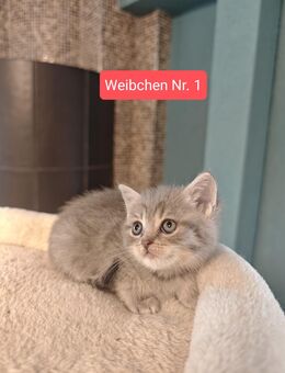 1 zuckersüße BKH Kitten Kätzchen abgabebereit - Welzheim