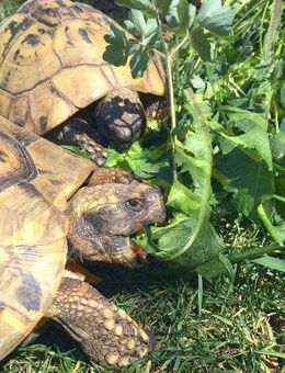 Schildkröten Futter Land Schildkröte Essen Gehege Samen Zubehör Schildkröte Balkonblumen Grichische Landschildkröten Landschildkröte seed Pflanzen säen bee garden flower seeds Muttertag Beet Deutsches Saatgut Samen Freunde Biene SWR Ostern Bio Samen - Pfedelbach